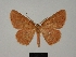  (Anisodes rubrior - BC ZSM Lep 76194)  @11 [ ] CreativeCommons - Attribution Non-Commercial Share-Alike (2013) Axel Hausmann/Bavarian State Collection of Zoology (ZSM) SNSB, Zoologische Staatssammlung Muenchen
