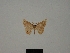  (Pleuroprucha guadelupa - BC ZSM Lep 76195)  @11 [ ] CreativeCommons - Attribution Non-Commercial Share-Alike (2013) Axel Hausmann/Bavarian State Collection of Zoology (ZSM) SNSB, Zoologische Staatssammlung Muenchen