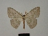  ( - BC ZSM Lep 76196)  @11 [ ] CreativeCommons - Attribution Non-Commercial Share-Alike (2013) Axel Hausmann/Bavarian State Collection of Zoology (ZSM) SNSB, Zoologische Staatssammlung Muenchen