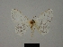  (Scopula agglomerata - BC ZSM Lep 77813)  @11 [ ] CreativeCommons - Attribution Non-Commercial Share-Alike (2013) Axel Hausmann/Bavarian State Collection of Zoology (ZSM) SNSB, Zoologische Staatssammlung Muenchen