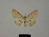  ( - BC ZSM Lep 77815)  @11 [ ] CreativeCommons - Attribution Non-Commercial Share-Alike (2013) Axel Hausmann/Bavarian State Collection of Zoology (ZSM) SNSB, Zoologische Staatssammlung Muenchen