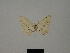  (Scopula manengouba - BC ZSM Lep 77816)  @11 [ ] CreativeCommons - Attribution Non-Commercial Share-Alike (2013) Axel Hausmann/Bavarian State Collection of Zoology (ZSM) SNSB, Zoologische Staatssammlung Muenchen