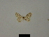  ( - BC ZSM Lep 77821)  @11 [ ] CreativeCommons - Attribution Non-Commercial Share-Alike (2013) Axel Hausmann/Bavarian State Collection of Zoology (ZSM) SNSB, Zoologische Staatssammlung Muenchen