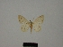  (Scopula rebaptisa - BC ZSM Lep 77822)  @11 [ ] CreativeCommons - Attribution Non-Commercial Share-Alike (2013) Axel Hausmann/Bavarian State Collection of Zoology (ZSM) SNSB, Zoologische Staatssammlung Muenchen