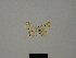  (Scopula menaiensis - BC ZSM Lep 77826)  @11 [ ] CreativeCommons - Attribution Non-Commercial Share-Alike (2013) Axel Hausmann/Bavarian State Collection of Zoology (ZSM) SNSB, Zoologische Staatssammlung Muenchen