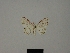  (Scopula declinata - BC ZSM Lep 77827)  @11 [ ] CreativeCommons - Attribution Non-Commercial Share-Alike (2013) Axel Hausmann/Bavarian State Collection of Zoology (ZSM) SNSB, Zoologische Staatssammlung Muenchen