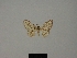  (Scopula altimontana - BC ZSM Lep 77829)  @11 [ ] CreativeCommons - Attribution Non-Commercial Share-Alike (2013) Axel Hausmann/Bavarian State Collection of Zoology (ZSM) SNSB, Zoologische Staatssammlung Muenchen