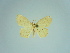  (Scopula antankarana - BC ZSM Lep 77833)  @11 [ ] CreativeCommons - Attribution Non-Commercial Share-Alike (2013) Axel Hausmann/Bavarian State Collection of Zoology (ZSM) SNSB, Zoologische Staatssammlung Muenchen