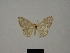  (Scopula glaucescens - BC ZSM Lep 77835)  @11 [ ] CreativeCommons - Attribution Non-Commercial Share-Alike (2013) Axel Hausmann/Bavarian State Collection of Zoology (ZSM) SNSB, Zoologische Staatssammlung Muenchen