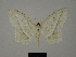  (Scopula turlini - BC ZSM Lep 77836)  @11 [ ] CreativeCommons - Attribution Non-Commercial Share-Alike (2013) Axel Hausmann/Bavarian State Collection of Zoology (ZSM) SNSB, Zoologische Staatssammlung Muenchen