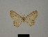  ( - BC ZSM Lep 77837)  @11 [ ] CreativeCommons - Attribution Non-Commercial Share-Alike (2013) Axel Hausmann/Bavarian State Collection of Zoology (ZSM) SNSB, Zoologische Staatssammlung Muenchen