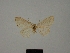  (Scopula acutanellus - BC ZSM Lep 77838)  @11 [ ] CreativeCommons - Attribution Non-Commercial Share-Alike (2013) Axel Hausmann/Bavarian State Collection of Zoology (ZSM) SNSB, Zoologische Staatssammlung Muenchen