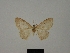  (Scopula spinosicrista - BC ZSM Lep 77839)  @11 [ ] CreativeCommons - Attribution Non-Commercial Share-Alike (2013) Axel Hausmann/Bavarian State Collection of Zoology (ZSM) SNSB, Zoologische Staatssammlung Muenchen
