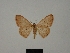  (Scopula viettei - BC ZSM Lep 77842)  @11 [ ] CreativeCommons - Attribution Non-Commercial Share-Alike (2013) Axel Hausmann/Bavarian State Collection of Zoology (ZSM) SNSB, Zoologische Staatssammlung Muenchen