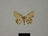  ( - BC ZSM Lep 77843)  @11 [ ] CreativeCommons - Attribution Non-Commercial Share-Alike (2013) Axel Hausmann/Bavarian State Collection of Zoology (ZSM) SNSB, Zoologische Staatssammlung Muenchen