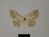  (Scopula moinieri - BC ZSM Lep 77846)  @11 [ ] CreativeCommons - Attribution Non-Commercial Share-Alike (2013) Axel Hausmann/Bavarian State Collection of Zoology (ZSM) SNSB, Zoologische Staatssammlung Muenchen