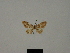  ( - BC ZSM Lep 77853)  @11 [ ] CreativeCommons - Attribution Non-Commercial Share-Alike (2013) Axel Hausmann/Bavarian State Collection of Zoology (ZSM) SNSB, Zoologische Staatssammlung Muenchen