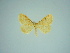  (Idaea bigladiata - BC ZSM Lep 77857)  @11 [ ] CreativeCommons - Attribution Non-Commercial Share-Alike (2013) Axel Hausmann/Bavarian State Collection of Zoology (ZSM) SNSB, Zoologische Staatssammlung Muenchen
