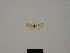  (Idaea subrufaria - BC ZSM Lep 77858)  @11 [ ] CreativeCommons - Attribution Non-Commercial Share-Alike (2013) Axel Hausmann/Bavarian State Collection of Zoology (ZSM) SNSB, Zoologische Staatssammlung Muenchen