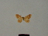  ( - BC ZSM Lep 77859)  @11 [ ] CreativeCommons - Attribution Non-Commercial Share-Alike (2013) Axel Hausmann/Bavarian State Collection of Zoology (ZSM) SNSB, Zoologische Staatssammlung Muenchen