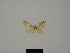  (Idaea digitella - BC ZSM Lep 77861)  @11 [ ] CreativeCommons - Attribution Non-Commercial Share-Alike (2013) Axel Hausmann/Bavarian State Collection of Zoology (ZSM) SNSB, Zoologische Staatssammlung Muenchen