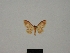  (Idaea maisongrossei - BC ZSM Lep 77863)  @11 [ ] CreativeCommons - Attribution Non-Commercial Share-Alike (2013) Axel Hausmann/Bavarian State Collection of Zoology (ZSM) SNSB, Zoologische Staatssammlung Muenchen