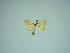  ( - BC ZSM Lep 77866)  @11 [ ] CreativeCommons - Attribution Non-Commercial Share-Alike (2013) Axel Hausmann/Bavarian State Collection of Zoology (ZSM) SNSB, Zoologische Staatssammlung Muenchen
