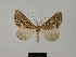  ( - BC ZSM Lep 77882)  @11 [ ] CreativeCommons - Attribution Non-Commercial Share-Alike (2013) Axel Hausmann/Bavarian State Collection of Zoology (ZSM) SNSB, Zoologische Staatssammlung Muenchen