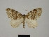  (Entephria flavicinctata gabalorum - BC ZSM Lep 77888)  @11 [ ] CreativeCommons - Attribution Non-Commercial Share-Alike (2013) Axel Hausmann/Bavarian State Collection of Zoology (ZSM) SNSB, Zoologische Staatssammlung Muenchen