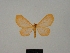  (Eubaphe moderata - BC ZSM Lep 77898)  @11 [ ] CreativeCommons - Attribution Non-Commercial Share-Alike (2013) Axel Hausmann/Bavarian State Collection of Zoology (ZSM) SNSB, Zoologische Staatssammlung Muenchen
