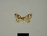  (Psaliodes subochreofusa - BC ZSM Lep 80380)  @11 [ ] CreativeCommons - Attribution Non-Commercial Share-Alike (2013) Axel Hausmann/Bavarian State Collection of Zoology (ZSM) SNSB, Zoologische Staatssammlung Muenchen