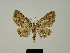  ( - BC ZSM Lep 80383)  @11 [ ] CreativeCommons - Attribution Non-Commercial Share-Alike (2013) Axel Hausmann/Bavarian State Collection of Zoology (ZSM) SNSB, Zoologische Staatssammlung Muenchen