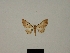  ( - BC ZSM Lep 80396)  @11 [ ] CreativeCommons - Attribution Non-Commercial Share-Alike (2013) Axel Hausmann/Bavarian State Collection of Zoology (ZSM) SNSB, Zoologische Staatssammlung Muenchen