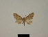  ( - BC ZSM Lep 80398)  @11 [ ] CreativeCommons - Attribution Non-Commercial Share-Alike (2013) Axel Hausmann/Bavarian State Collection of Zoology (ZSM) SNSB, Zoologische Staatssammlung Muenchen