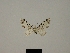  ( - BC ZSM Lep 80413)  @11 [ ] CreativeCommons - Attribution Non-Commercial Share-Alike (2013) Axel Hausmann/Bavarian State Collection of Zoology (ZSM) SNSB, Zoologische Staatssammlung Muenchen
