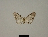  ( - BC ZSM Lep 80415)  @11 [ ] CreativeCommons - Attribution Non-Commercial Share-Alike (2013) Axel Hausmann/Bavarian State Collection of Zoology (ZSM) SNSB, Zoologische Staatssammlung Muenchen