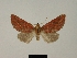  ( - BC ZSM Lep 80468)  @11 [ ] CreativeCommons - Attribution Non-Commercial Share-Alike (2013) Axel Hausmann/Bavarian State Collection of Zoology (ZSM) SNSB, Zoologische Staatssammlung Muenchen