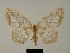  (Hydatoscia ategua - BC ZSM Lep 81141)  @11 [ ] CreativeCommons - Attribution Non-Commercial Share-Alike (2014) Axel Hausmann/Bavarian State Collection of Zoology (ZSM) SNSB, Zoologische Staatssammlung Muenchen