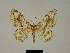  ( - BC ZSM Lep 81154)  @11 [ ] CreativeCommons - Attribution Non-Commercial Share-Alike (2014) Axel Hausmann/Bavarian State Collection of Zoology (ZSM) SNSB, Zoologische Staatssammlung Muenchen