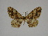  (Dasymacaria kruegeri - BC ZSM Lep 81161)  @11 [ ] CreativeCommons - Attribution Non-Commercial Share-Alike (2014) Axel Hausmann/Bavarian State Collection of Zoology (ZSM) SNSB, Zoologische Staatssammlung Muenchen