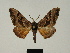  ( - BC ZSM Lep 81172)  @11 [ ] CreativeCommons - Attribution Non-Commercial Share-Alike (2014) Axel Hausmann/Bavarian State Collection of Zoology (ZSM) SNSB, Zoologische Staatssammlung Muenchen
