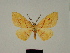  ( - BC ZSM Lep 81176)  @11 [ ] CreativeCommons - Attribution Non-Commercial Share-Alike (2014) Axel Hausmann/Bavarian State Collection of Zoology (ZSM) SNSB, Zoologische Staatssammlung Muenchen