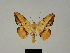  ( - BC ZSM Lep 81177)  @11 [ ] CreativeCommons - Attribution Non-Commercial Share-Alike (2014) Axel Hausmann/Bavarian State Collection of Zoology (ZSM) SNSB, Zoologische Staatssammlung Muenchen