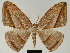  ( - BC ZSM Lep 81181)  @11 [ ] CreativeCommons - Attribution Non-Commercial Share-Alike (2014) Axel Hausmann/Bavarian State Collection of Zoology (ZSM) SNSB, Zoologische Staatssammlung Muenchen