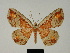  ( - BC ZSM Lep 81183)  @11 [ ] CreativeCommons - Attribution Non-Commercial Share-Alike (2014) Axel Hausmann/Bavarian State Collection of Zoology (ZSM) SNSB, Zoologische Staatssammlung Muenchen