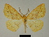  ( - BC ZSM Lep 81186)  @11 [ ] CreativeCommons - Attribution Non-Commercial Share-Alike (2014) Axel Hausmann/Bavarian State Collection of Zoology (ZSM) SNSB, Zoologische Staatssammlung Muenchen