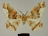 ( - BC ZSM Lep 81191)  @11 [ ] CreativeCommons - Attribution Non-Commercial Share-Alike (2014) Axel Hausmann/Bavarian State Collection of Zoology (ZSM) SNSB, Zoologische Staatssammlung Muenchen