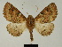  ( - BC ZSM Lep 81205)  @11 [ ] CreativeCommons - Attribution Non-Commercial Share-Alike (2014) Axel Hausmann/Bavarian State Collection of Zoology (ZSM) SNSB, Zoologische Staatssammlung Muenchen