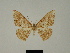  ( - BC ZSM Lep 81212)  @11 [ ] CreativeCommons - Attribution Non-Commercial Share-Alike (2014) Axel Hausmann/Bavarian State Collection of Zoology (ZSM) SNSB, Zoologische Staatssammlung Muenchen
