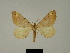  (Macaria liturata hispanica - BC ZSM Lep 81224)  @11 [ ] CreativeCommons - Attribution Non-Commercial Share-Alike (2014) Axel Hausmann/Bavarian State Collection of Zoology (ZSM) SNSB, Zoologische Staatssammlung Muenchen